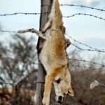 Trampas y venenos provocan muerte dolorosa a coyotes y fauna.Aún se usan en Durango.Aquí en Indé.