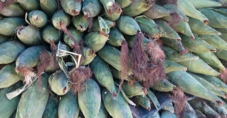 Disminuye hasta un 40% la venta de elote