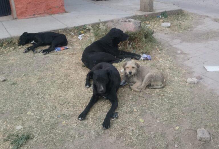 Aumentan perros callejeros en la Lázaro Cárdenas
