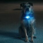 SpacePups_StillPhoto03 (1)_1280x960