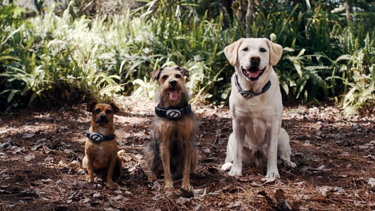 “Cachorros Espaciales”, una aventura de otro planeta