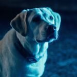 SpacePups_StillPhoto09_1280x960