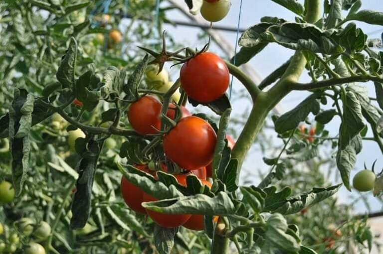 Cae 50% la producción agrícola: Luis Caballero