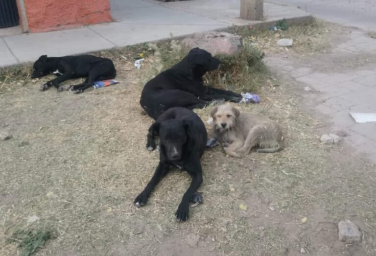Continúan los perros callejeros en la ciudad: Salud Pública