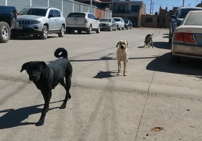 Se registra aumento de perros callejeros