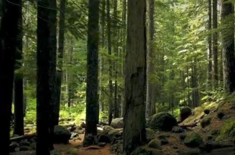 Lluvias benefician el sector forestal: SRNMA