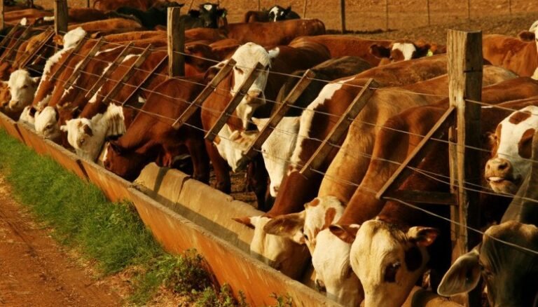 Ganaderos valoran venta anticipada de reses: UGRD