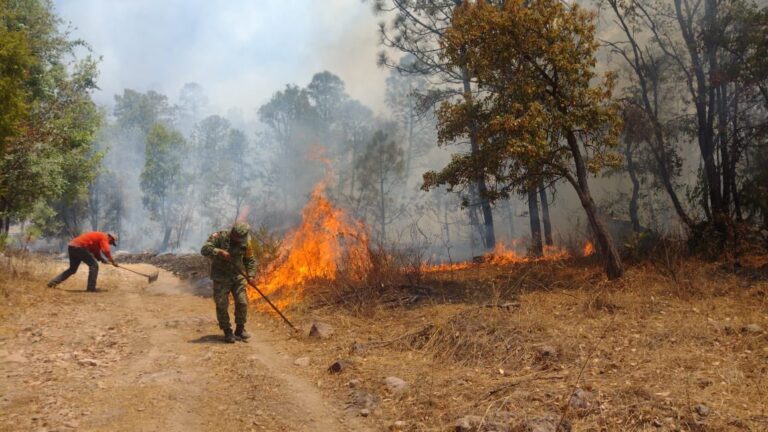 Se prevén más incendios forestales este 2024; el 95% es causado por el hombre