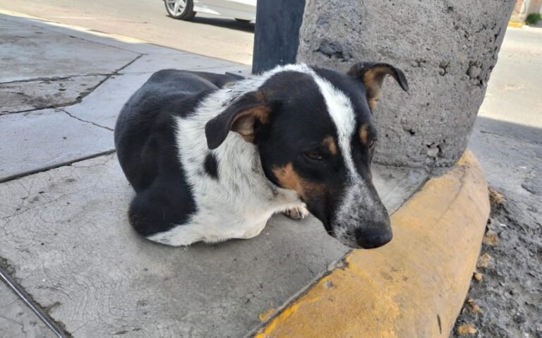 Reportan perros callejeros en Bosques del Valle