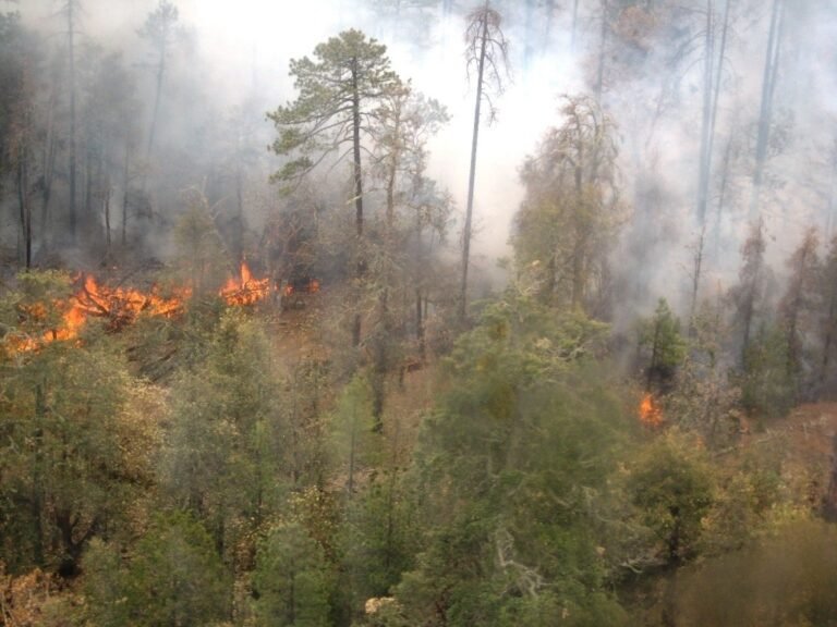 Sin equipo humano suficiente para combatir incendios forestales, acusa diputado
