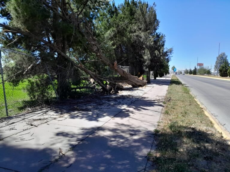 Se han caído 40 árboles en la ciudad ante fuertes vientos
