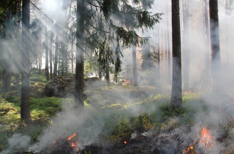 Suman 99 incendios forestales en este año: SRNyMA