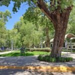 ARBOLES 1