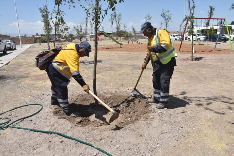 Promueve Municipio las labores de reforestación