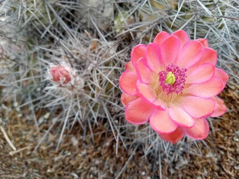 Este sábado se imparte el “Taller SembrArte”