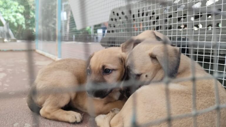 Hacemos equipo por el bienestar animal en Durango, nuestra casa