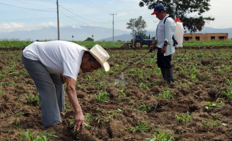 Con remesas, paisanos mantienen a familias y actividad del campo: Fernández Padilla