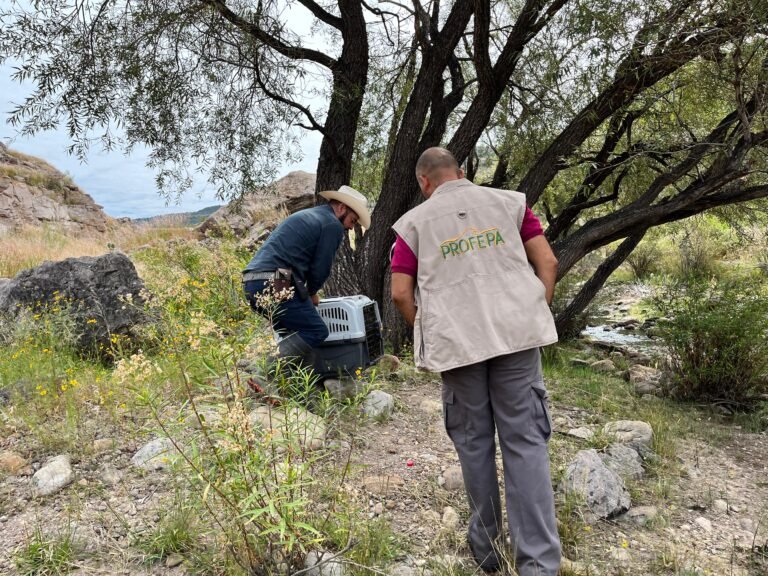 Estrena remodelación nuestro Zoológico Sahuatoba por el bienestar animal