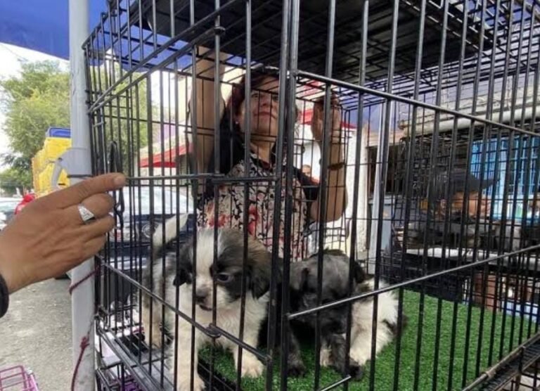 Persiste la venta de mascotas: Inspectores