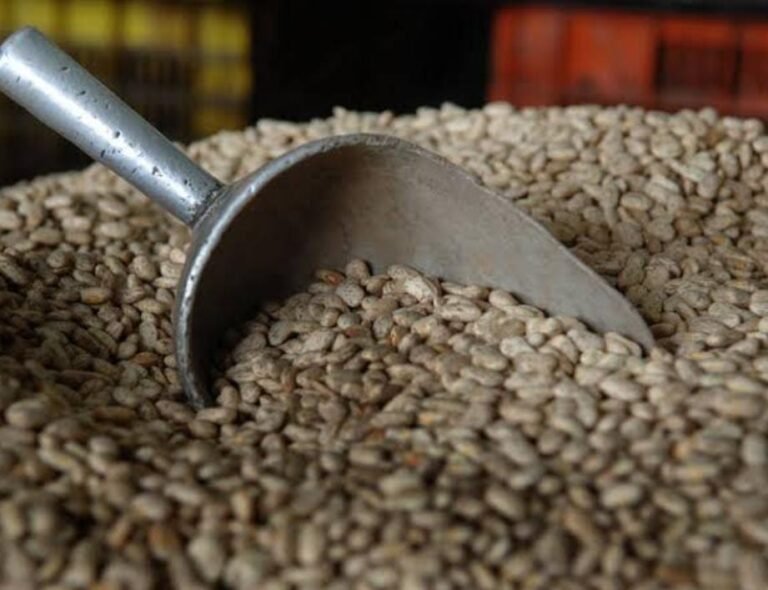 Urge destinar recursos para producción de frijol