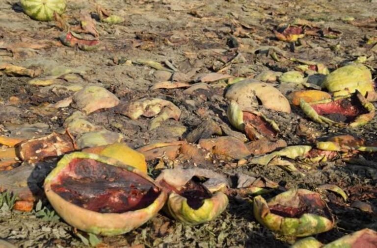 Mal año para productores de melón