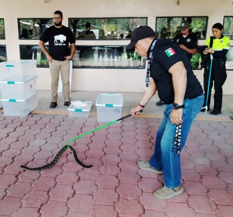 En el último mes Aumentan reportes de hallazgo de serpientes