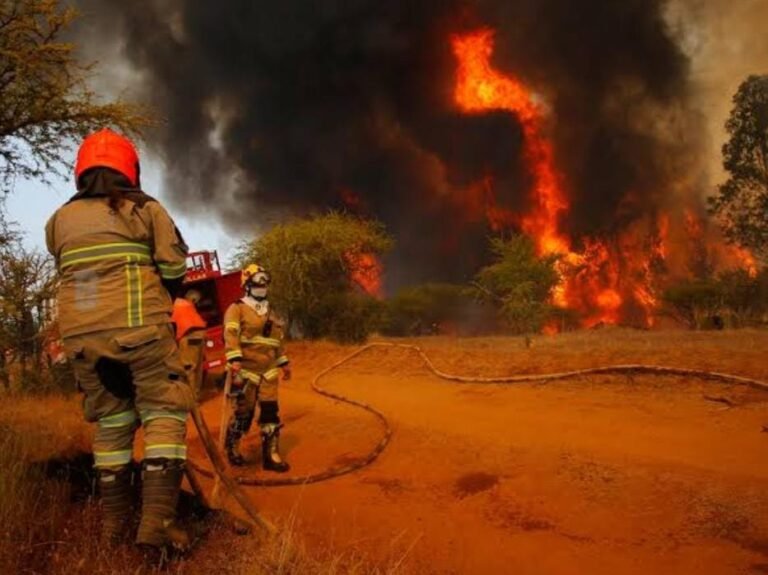 Disminuyeron 20% los incendios forestales en 2024: SRNMA