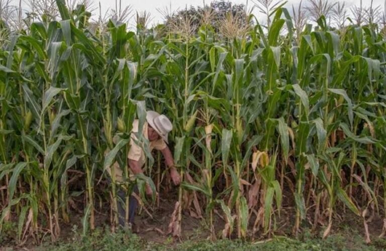 Recibirán productores de Segalmex su pago