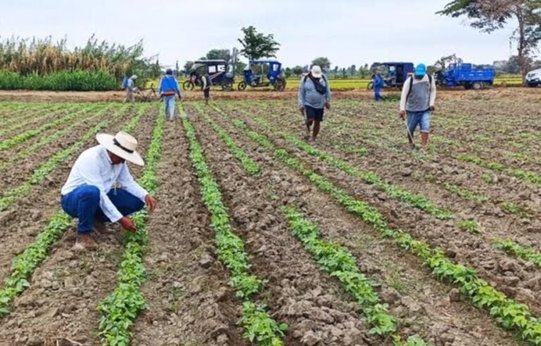 “Segalmex no paga a productores de frijol”, lamenta Noel Fernández