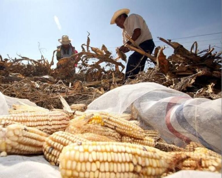 Exigen a Segalmex pago inmediato a campesinos