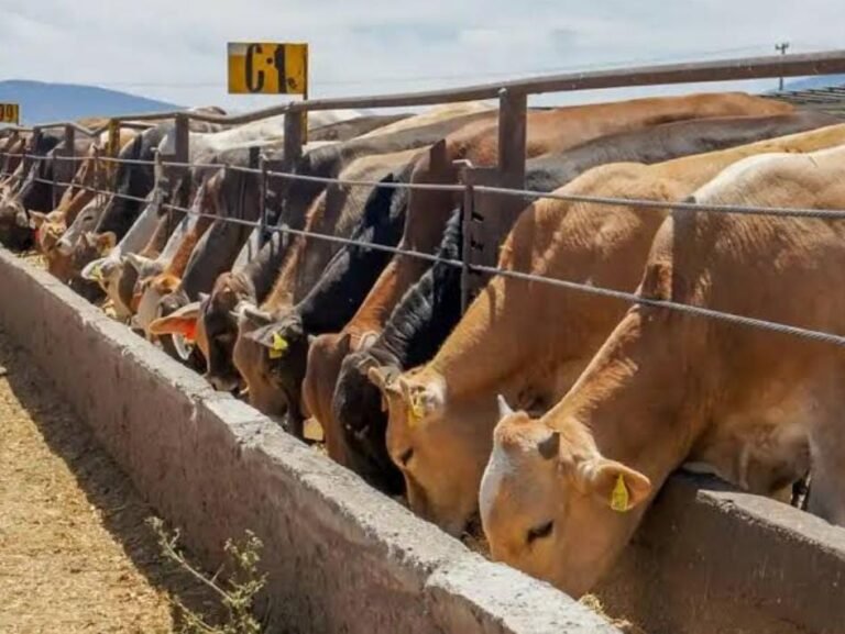 Ojinaga, puerto de expedición de ganado: UGRD