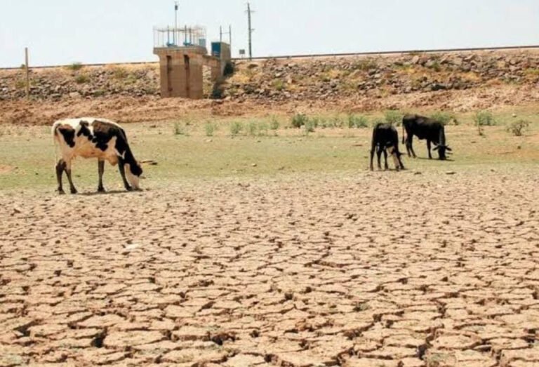 Autoridades aseguran que hay pérdidas mínimas de ganado