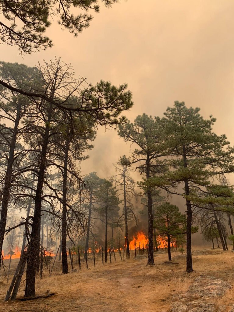 Incendios forestales pueden ser provocados: EVV