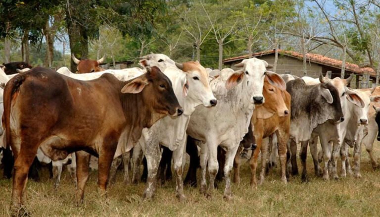 Garantizan que ganado importado llegue sano y supervisado: URGD