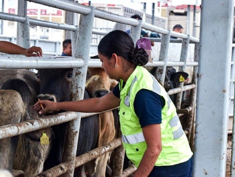Durango enfrenta dificultades con la exportación de ganado