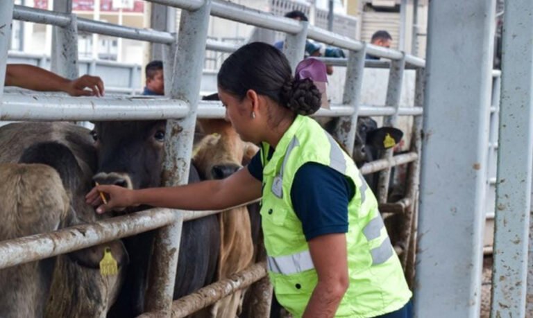 Durango mantiene vigilancia sanitaria y combate a plagas ganaderas