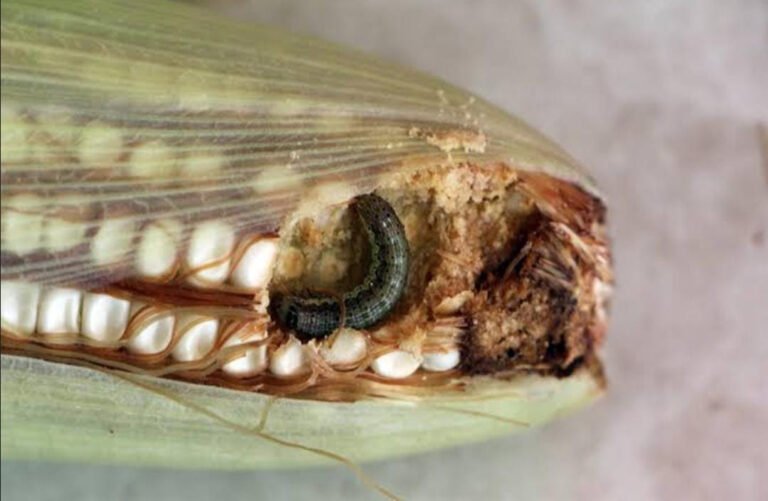 Detectan presencia de plagas en el 40% del cultivo de maíz