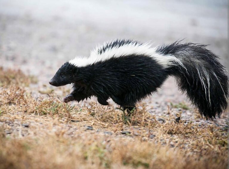 No hay casos de rabia humana en Durango: SSD