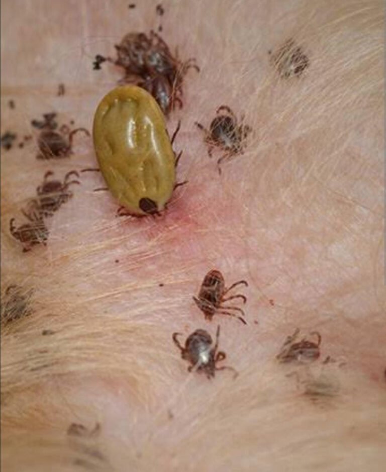 Alertan por riesgo de rickettsiosis en zona norte de Durango