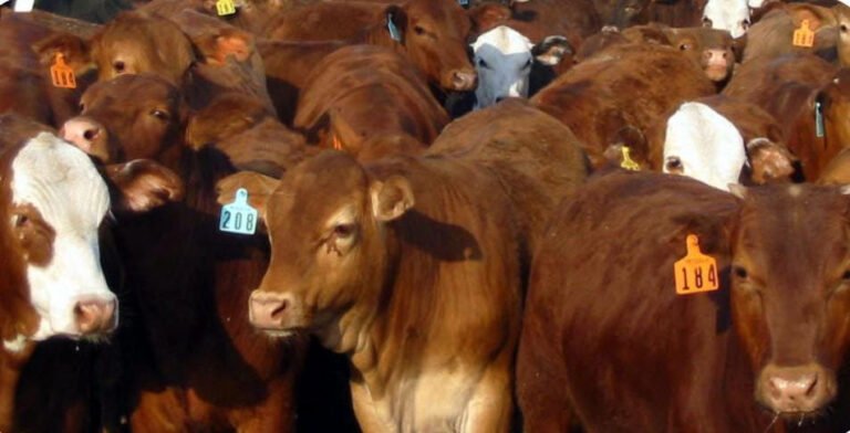 Ganaderos duranguenses pierden más de 2,500 MDP por falta de exportación