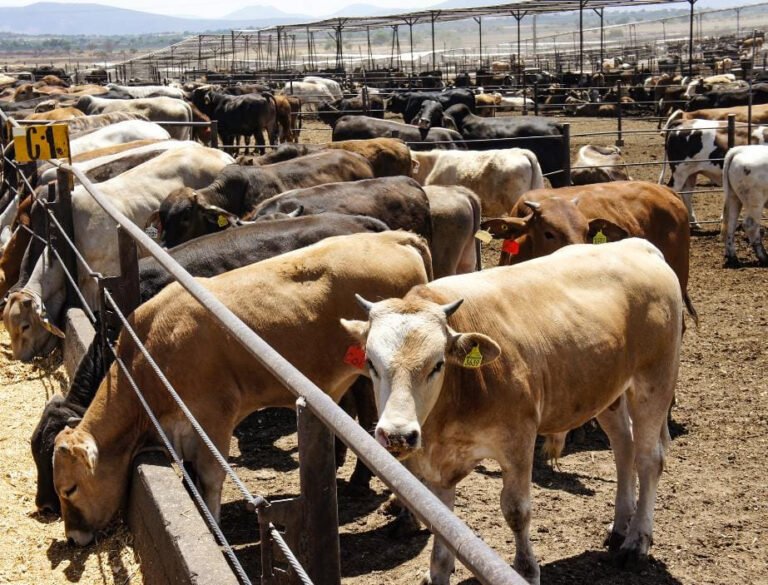 Fortalecen México y EUA estrategia binacional contra el gusano barrenador