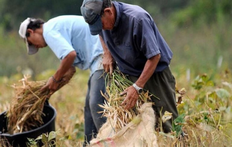 Productores de frijol piden garantizar pago justo