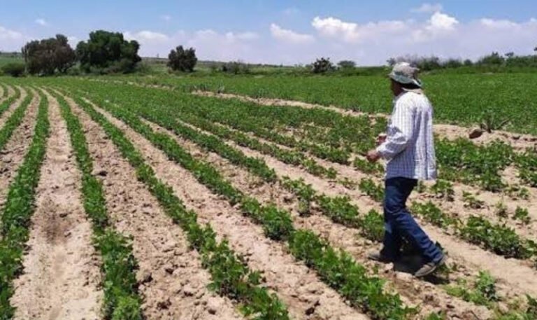 Pide EVV a frijoleros a no malbaratar su cosecha