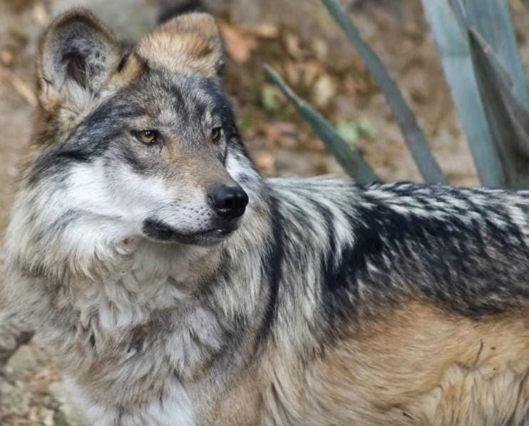 Durango será sede de un santuario para el lobo mexicano