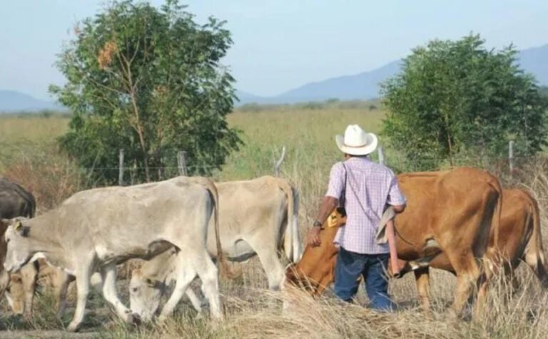 Advierte diputado posibles extorsiones al sector ganadero en el Estado