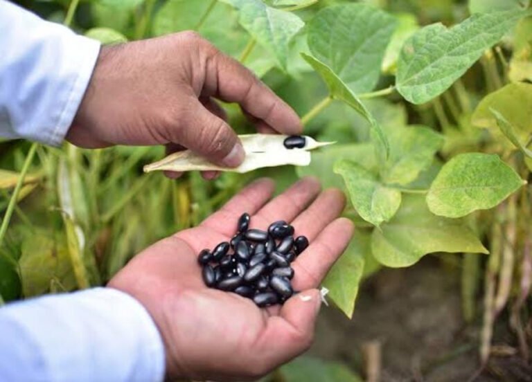Representantes de Segalmex visitarán Durango