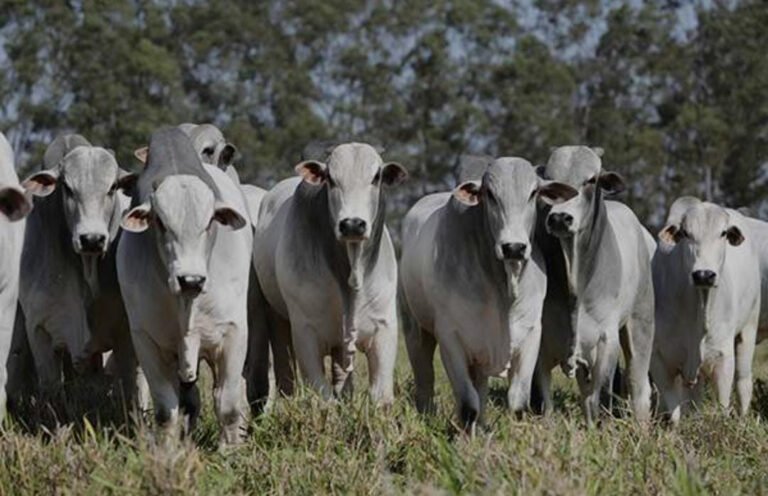 Entrada desmedida de carne brasileña pone en riesgo al productor local