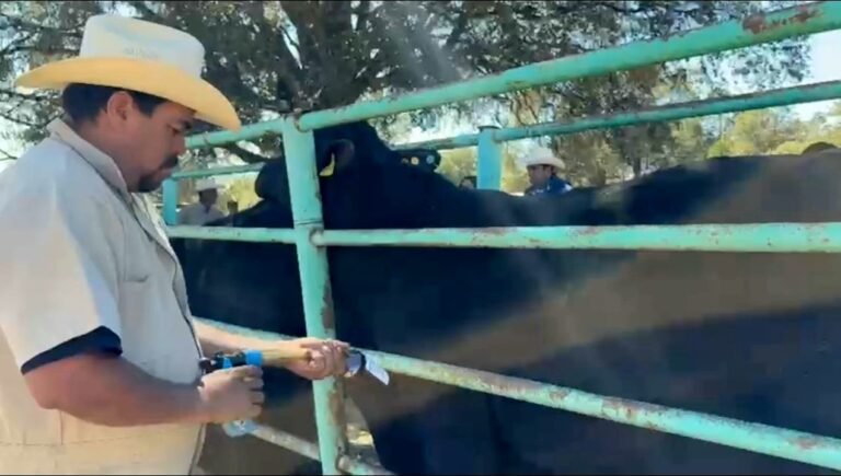 ¡Al 100 con el campo! Toño Ochoa impulsa la sanidad ganadera: más de 400 reses reciben atención integral en Salvador Allende