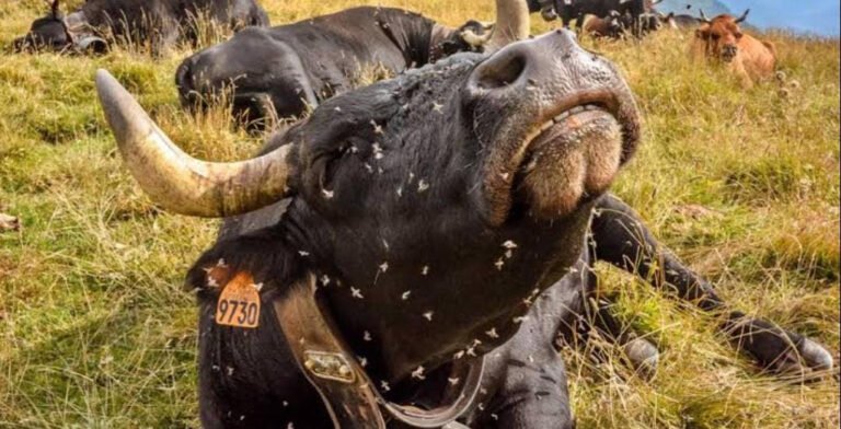 Nuevos casos de gusano barrenador complican el comercio ganadero