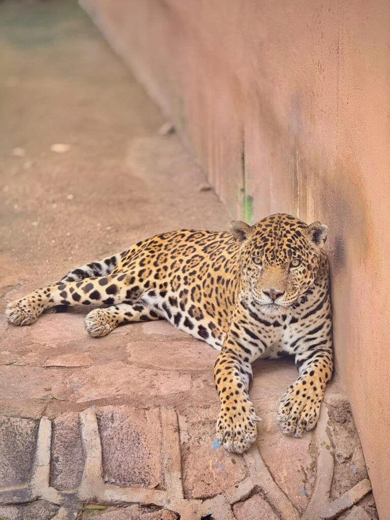 Tiro, el jaguar más longevo del Zoológico Sahuatoba